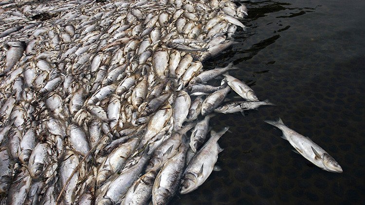 La extraña muerte masiva de peces preocupa a Vietnam