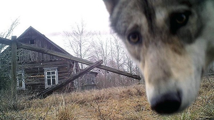 Biólogos descubren el secreto de la supervivencia de animales en la zona de exclusión de Chernóbil