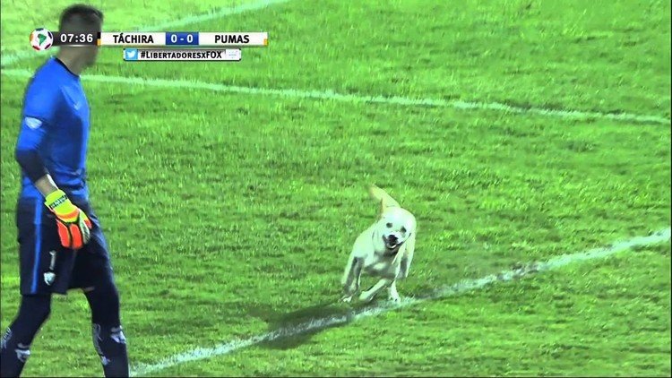 'Perrosobas' entró en el minuto 7: can se convierte en estrella en un partido de Copa Libertadores