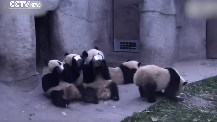 Estos pandas hambrientos de China no tienen tiempo ni 'para hablar'