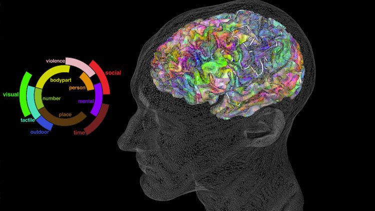 Crean un atlas semántico del cerebro que permite leer la mente (VIDEO)