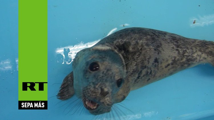 ¡Qué ternura!: Rescatan a dos pequeñas focas en el norte de Rusia 