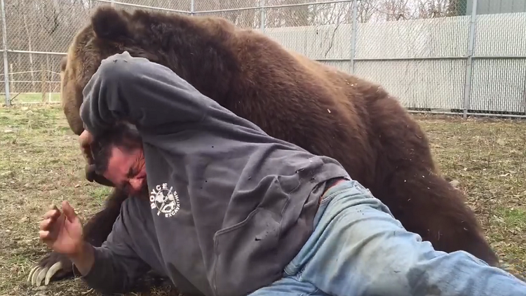 No apto para cardiacos: se acuesta con un oso de unos 700 kilogramos y le pasa esto