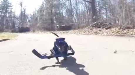 Perros salchicha se lanzan a jugar al hockey 
