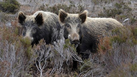 El peligro de los jabalíes radiactivos de Fukushima