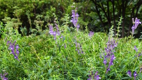 Una planta china podría curar casi todas las enfermedades