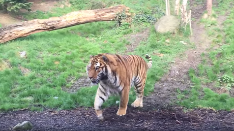 Ha sido muy mala idea despertar a este tigre de su siesta