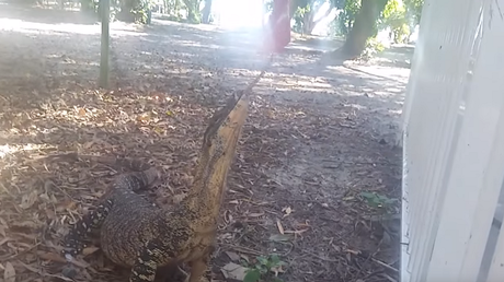 Un ejemplo perfecto de cómo NO hay que alimentar a un reptil