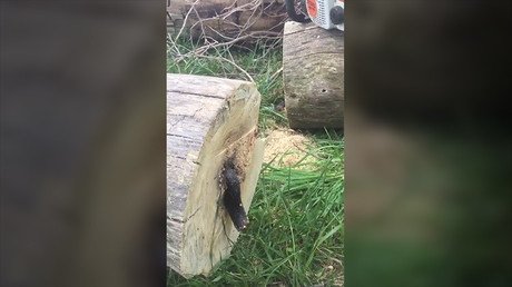 Corta un árbol y se encuentra dentro una sorpresa (IMÁGENES EXPLÍCITAS)