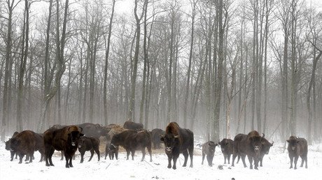La vida silvestre de Chernóbil: un constante florecer sin humanos en la zona de exclusión