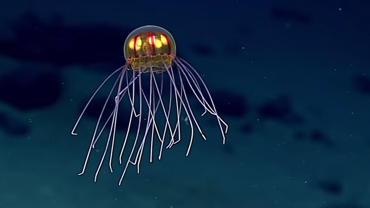 Encuentran en las profundidades del mar una medusa brillante parecida a una criatura extraterrestre