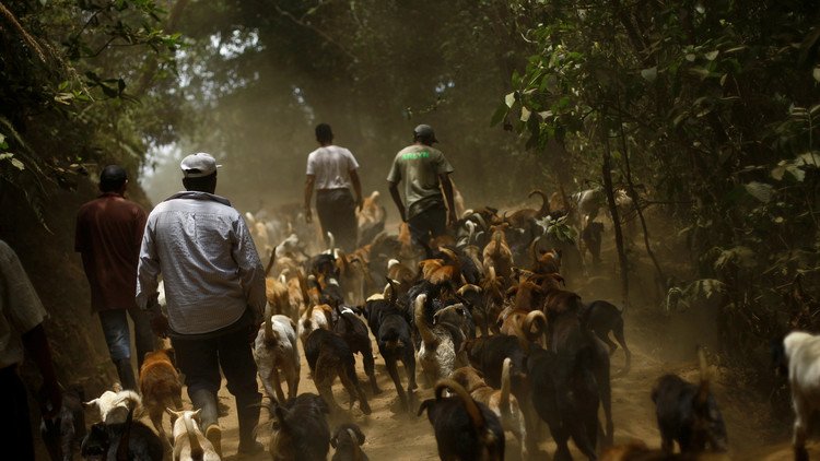 'Todos los perros van al cielo': el paraíso de los perros está en Costa Rica (fotos, video)