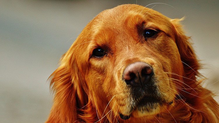 Cariño canino: Los perros comparten el mismo ritmo cardíaco de sus dueños 