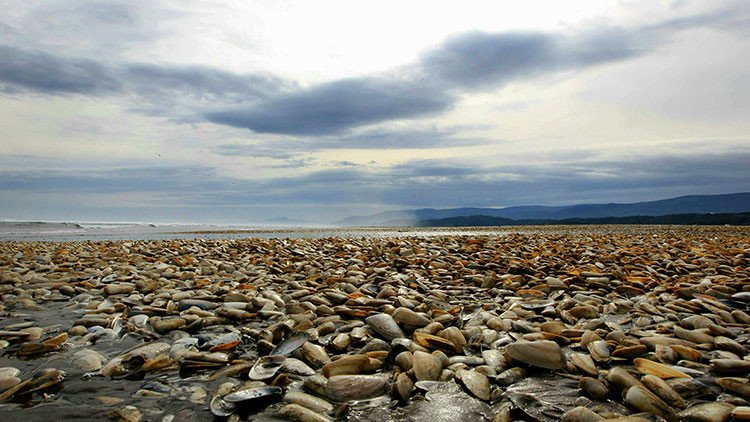Miles de toneladas de peces muertos inundan las playas chilenas