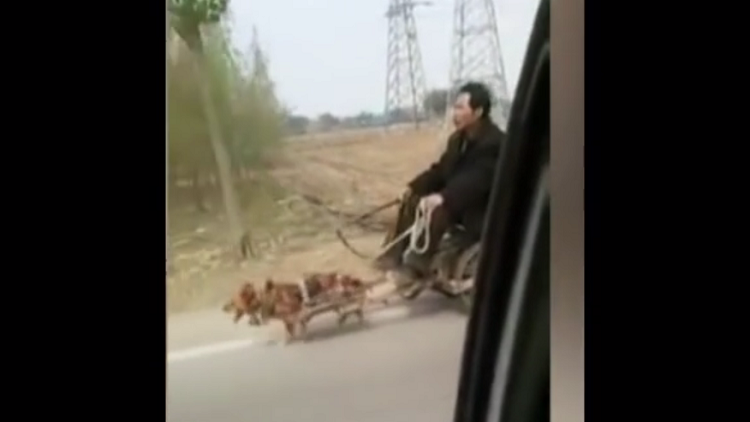 Crueldad contra los animales: un chino va en un carro tirado por su pequeña mascota