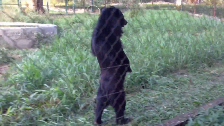Graban en Laos a un extraño oso que camina como un hombre