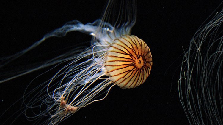 China avanza en la lucha contra la fabricación de medusas falsas 