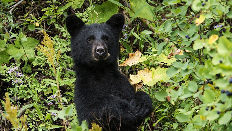 El gracioso video de un oso que oculta una desgarradora verdad (VIDEO)