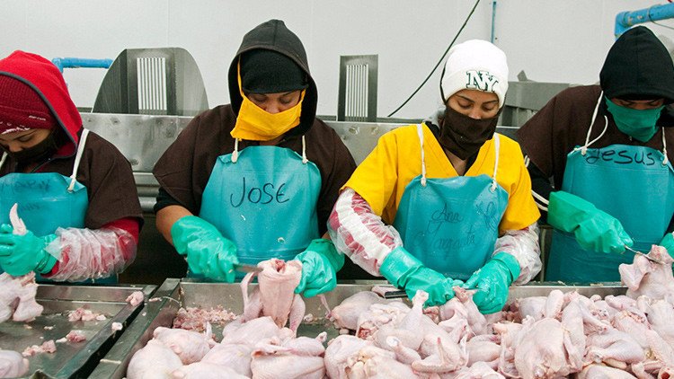 Obligan a usar pañales a empleados de la industria avícola de EE.UU. para que no dejen de producir