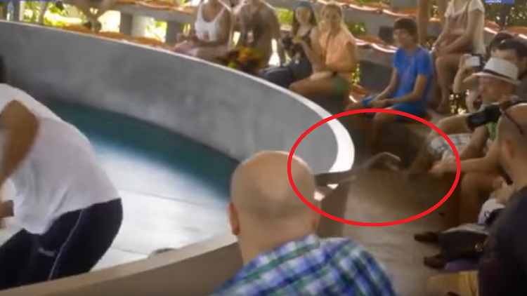 Una cobra escapa de su domador en un espectáculo con turistas