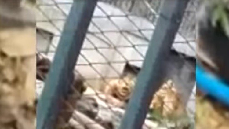 Un hombre se lanza a la jaula de los leones en el zoo, se desnuda y los provoca