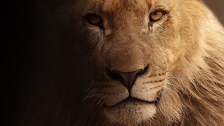 Video: Un joven chileno intenta suicidarse y se lanza a la jaula de los leones en un zoológico