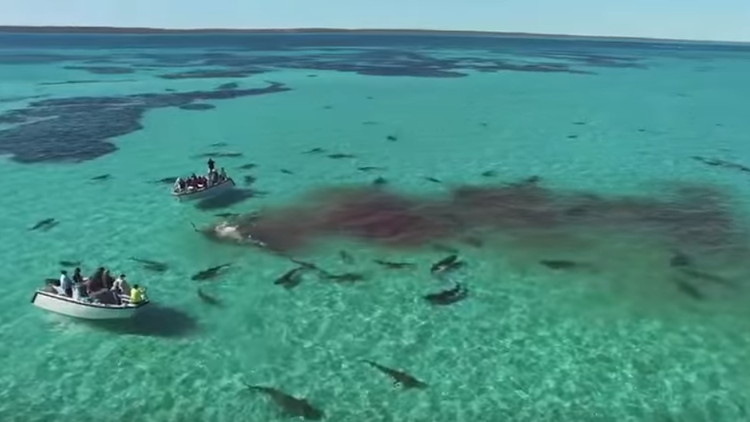 70 tiburones llevaron a cabo una sangrienta matanza en el Océano Índico