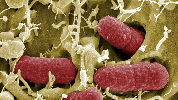 Descubren un 'supermicrobio' resistente a antibióticos muy potentes