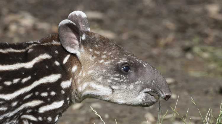 Intacto: Hallan en España los restos fósiles completos de un tapir de 3 millones de años (Fotos)