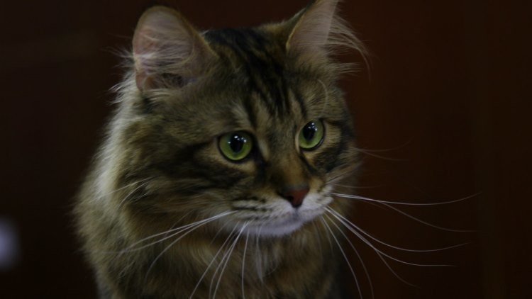Maravilla cuántica: el gato de Schrodinger puede estar vivo y muerto a la vez