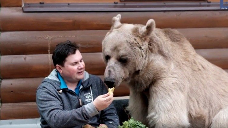 Conozca al increíble Stepan, un oso domesticado que riega las flores y ve la televisión en Rusia