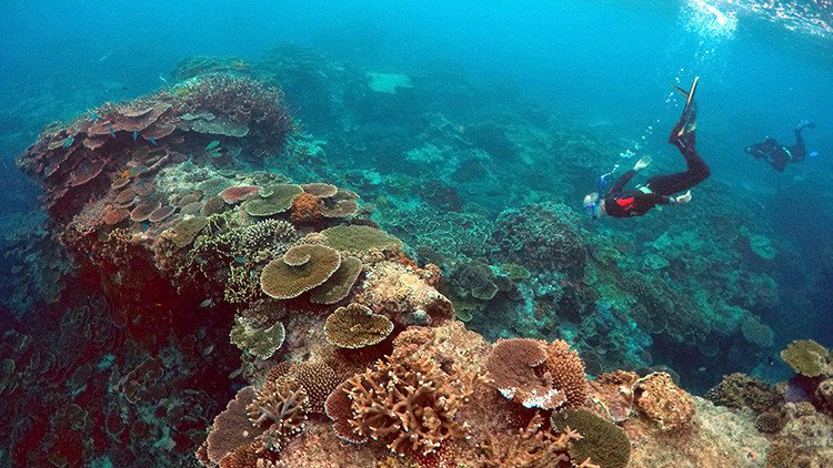 Una mala sorpresa: Conozca la amenaza que se cierne sobre el mayor arrecife de coral del mundo