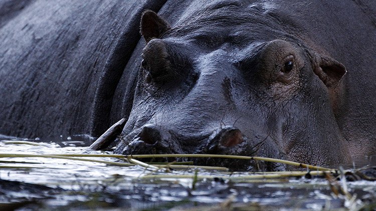 Los 	hipopótamos asesinos, el peor enemigo de los pescadores africanos