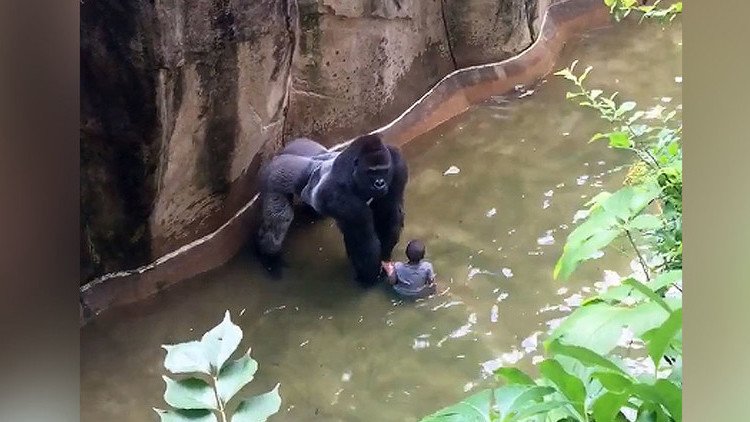 "Los accidentes pasan": La justificación de la madre del niño que cayó al foso del gorila en EE.UU.