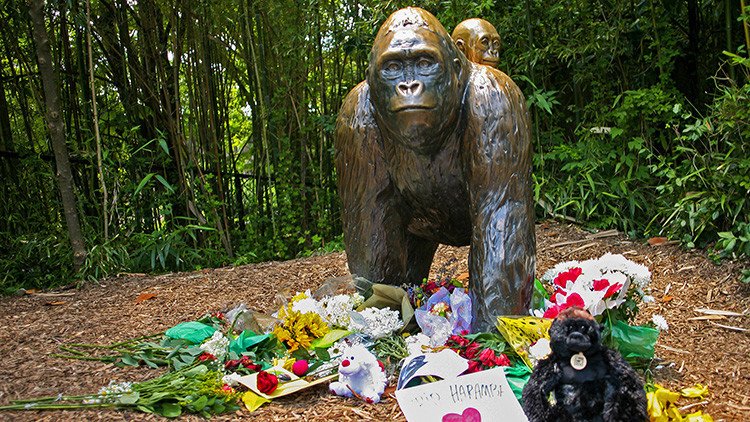 El director del zoológico que mató a un gorila para salvar a un niño "volvería a hacerlo"