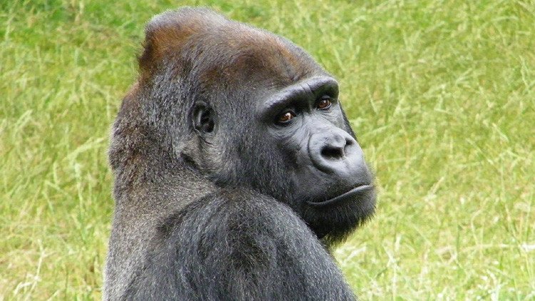 Dramático: ¿Quiso este gorila abatido en un zoo de EE.UU. salvar al niño que cayó a su foso? (VIDEO)