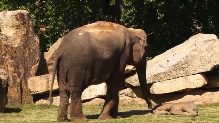 Sueño enorme: Una elefanta pide a los empleados del zoo que despierten a su cría 