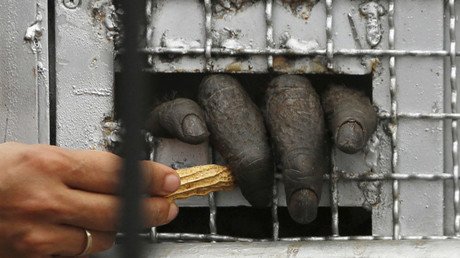 Los 7 intentos más extraños de traficar con animales en extinción (FOTOS)