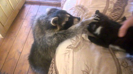 Un mapache intenta entablar amistad con un gato