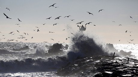 Descubren los restos de un antiguo bosque de más de 7.000 años (fotos)