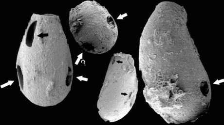 Científicos: Pequeños 'vampiros' habitaban la Tierra hace 550 millones de años
