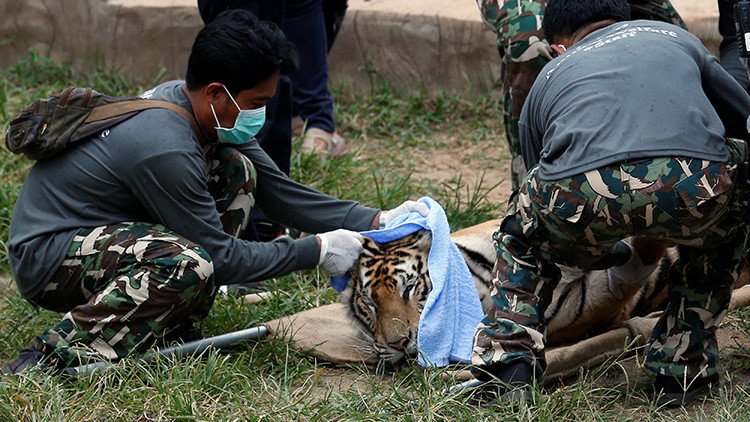 Fuertes Imágenes: Hallan muertos 40 cachorros de tigre en el congelador de un templo en Tailandia