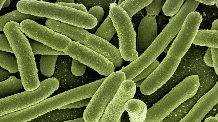 Inmortal: descubren una bacteria resistente a todo tipo de medicación