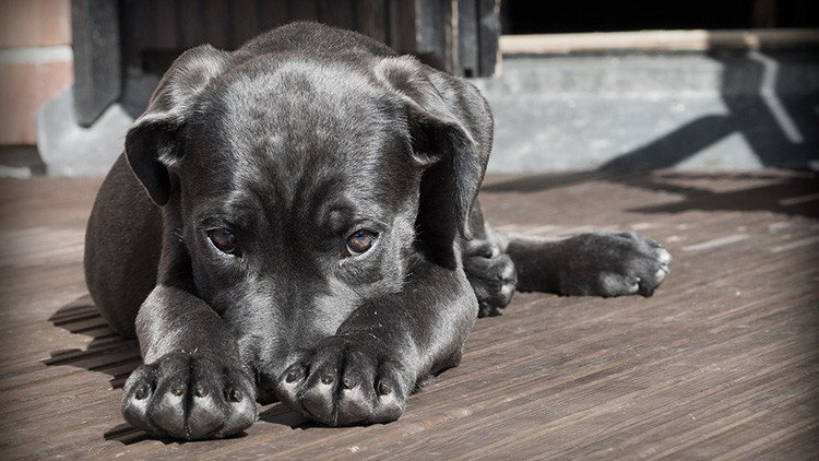 Científicos sugieren que la domesticación de los perros no surgió en un solo continente