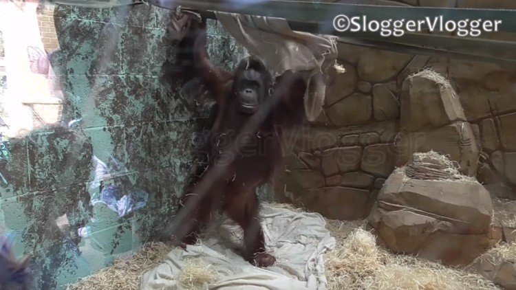 Una cría de orangután se fabrica una hamaca
