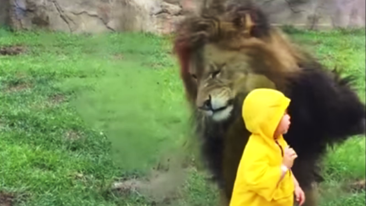 Un león se abalanza sobre un niño pero se estampa contra el vidrio