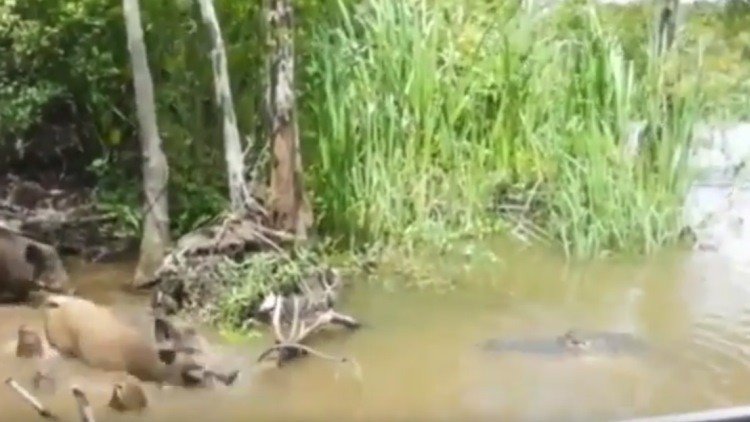 Fuertes imágenes: Turistas dejan a un jabalí a merced de un cocodrilo atrayéndolo con comida