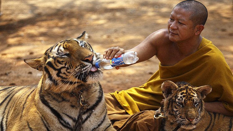 La 'cámara de los horrores' del Templo del Tigre, punta del iceberg del pujante tráfico de animales