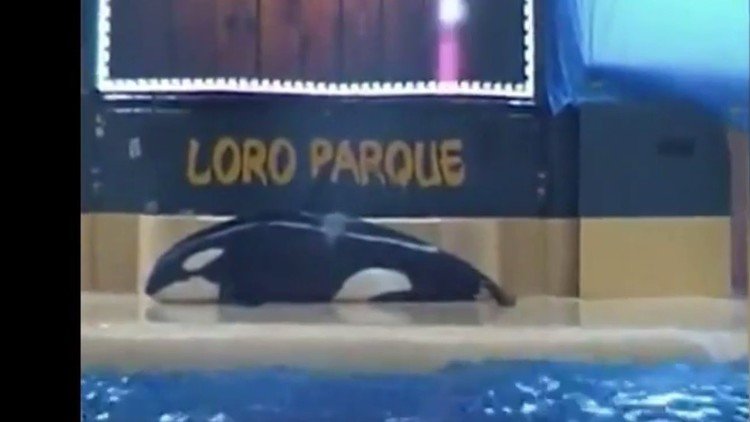El supuesto intento de suicidio de una orca estremece a los turistas