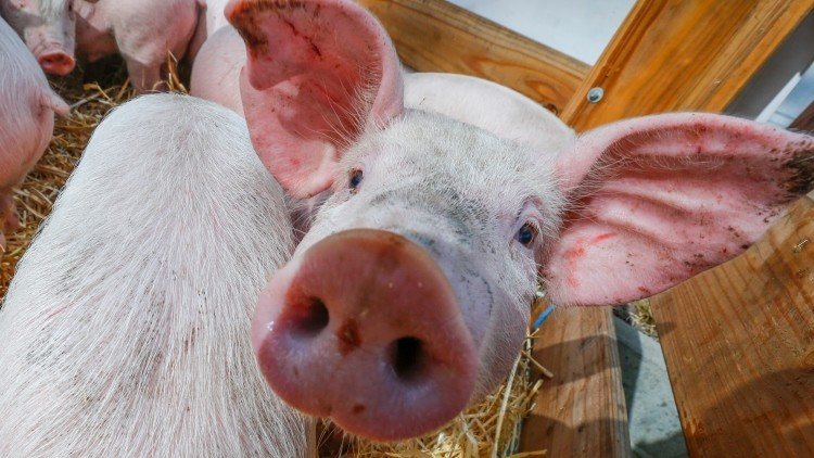 Cultivo de órganos humanos en cerdos, ¿realidad o ciencia ficción?